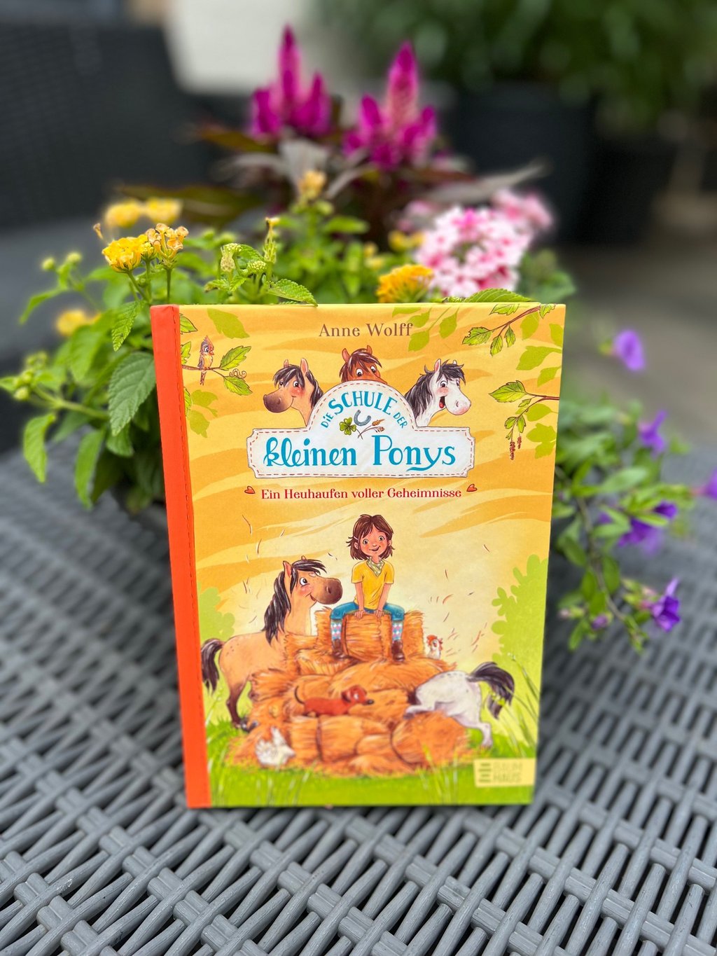 Pferdebuch Die Schule der kleinen Ponys