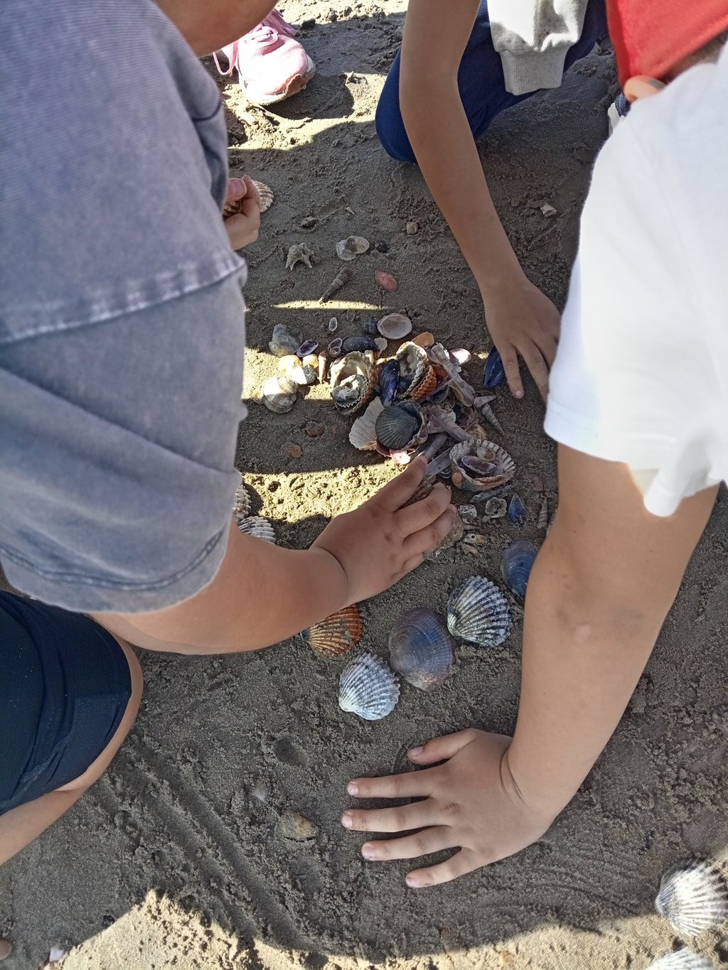 Découverte de la laisse de mer par des enfants, tri et land art avec coquillages sur la plage.