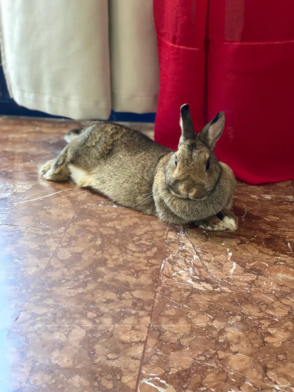a rabbit rabbit sitting on the floor of a room