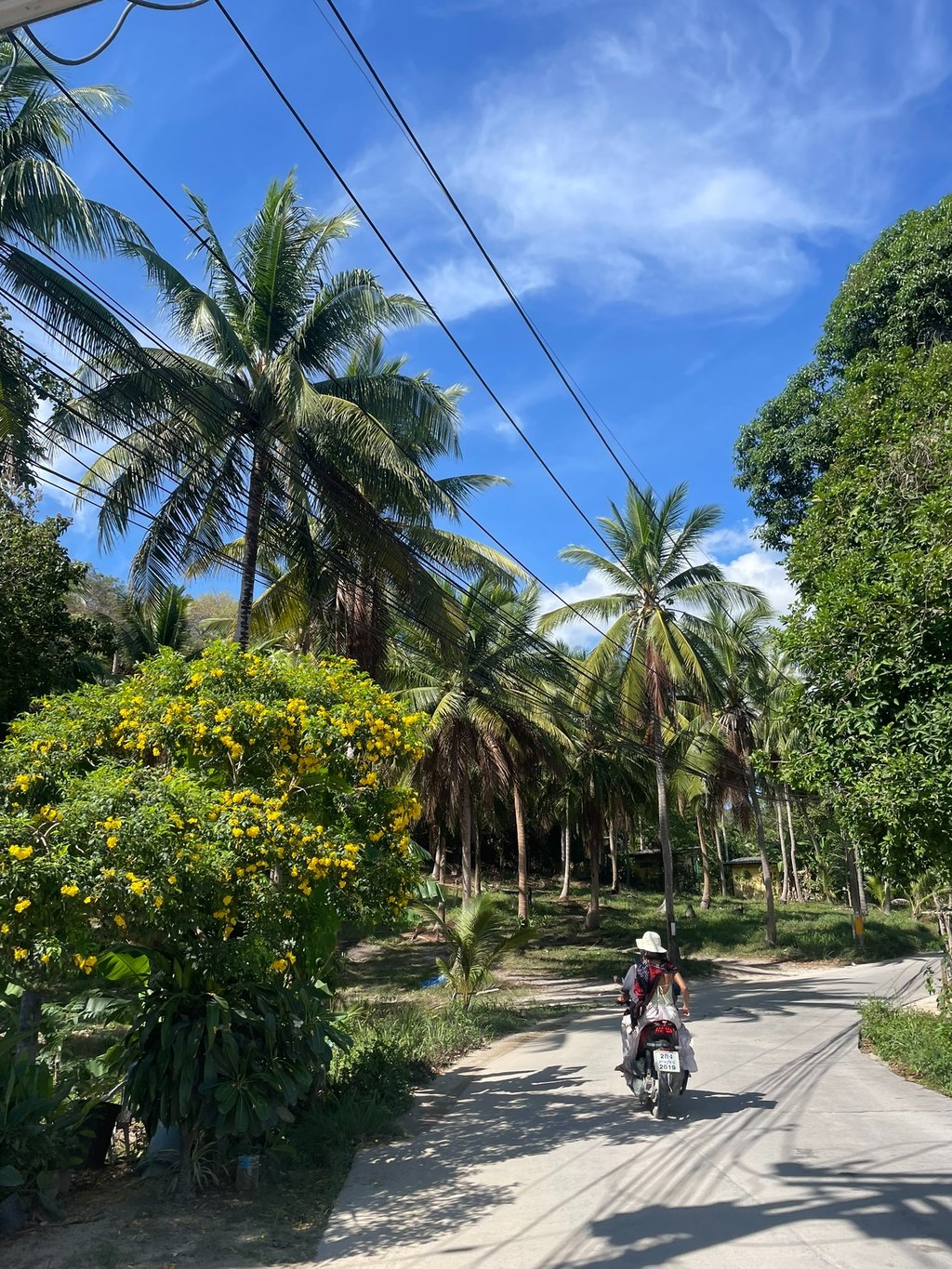 Skuter Koh Phangan palmy