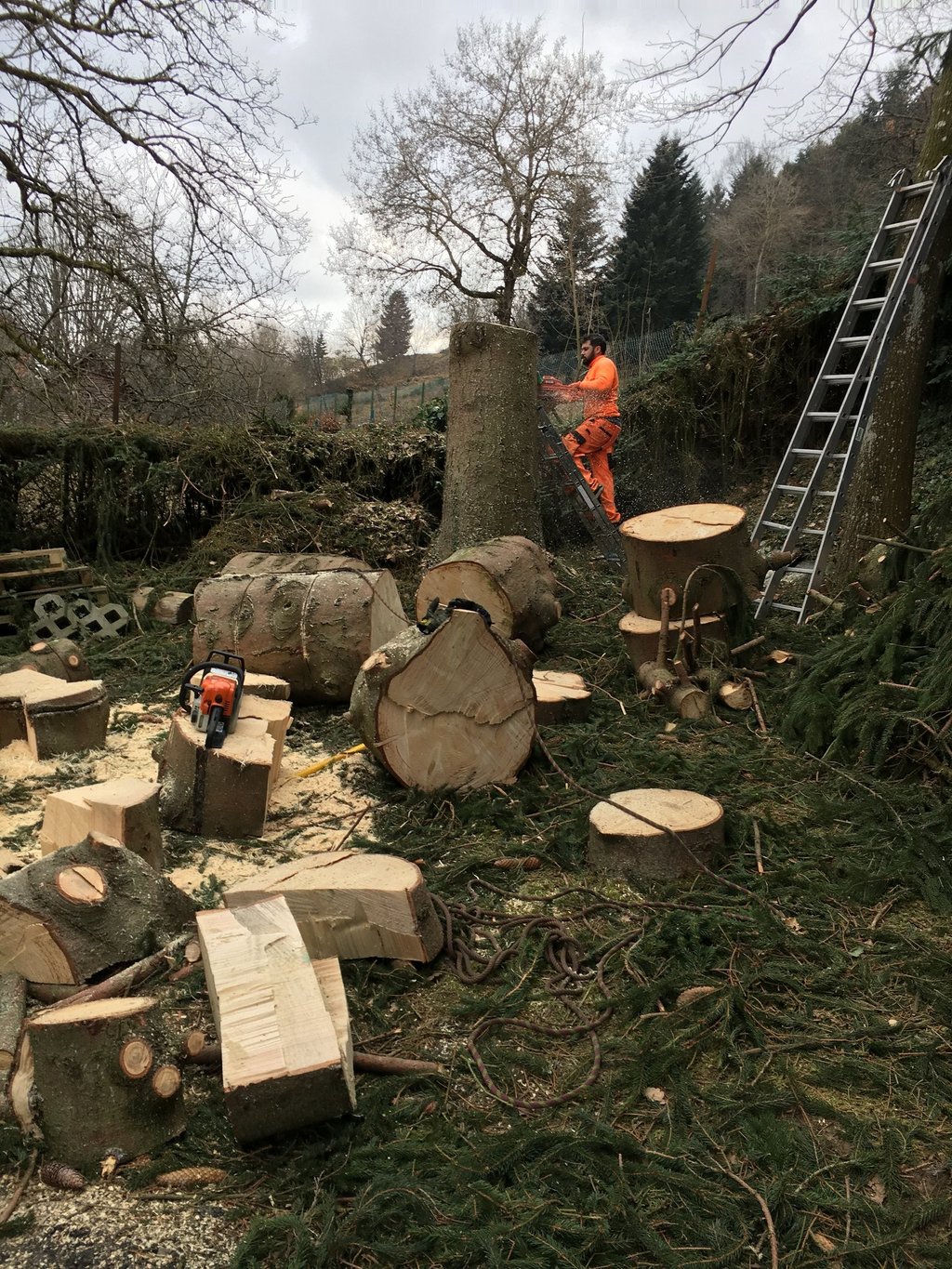 Abattage d'un arbre (sapin) 