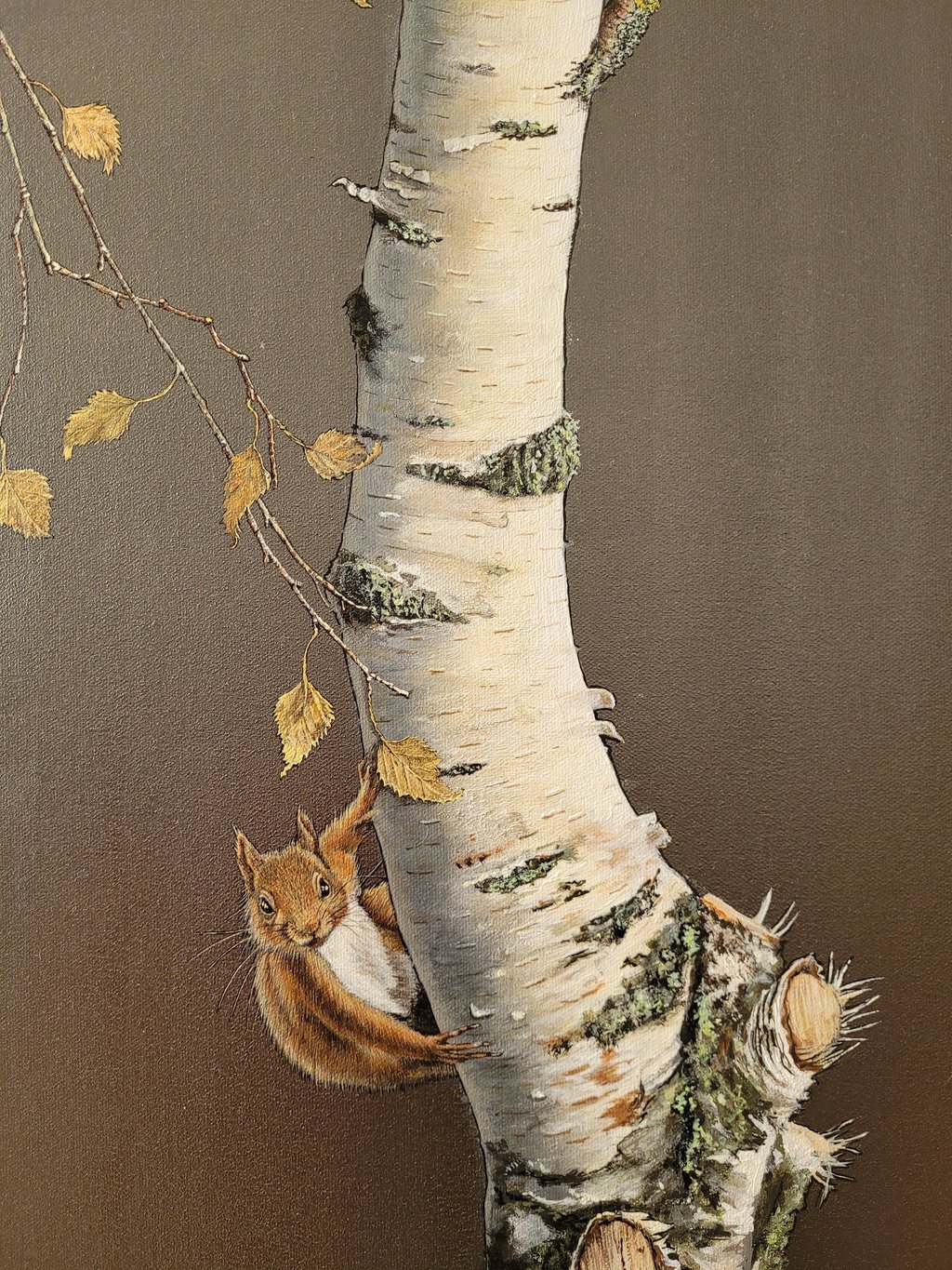 Álvaro Fernández Sáez Eichhörnchen auf Birke