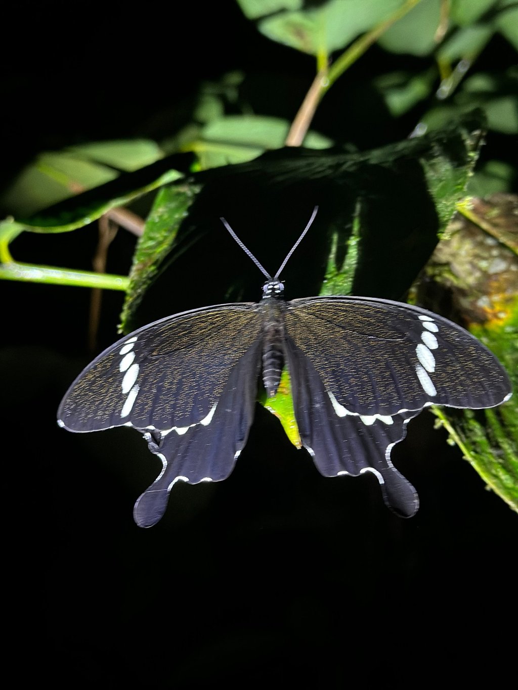 Bukit Lawang Trekking