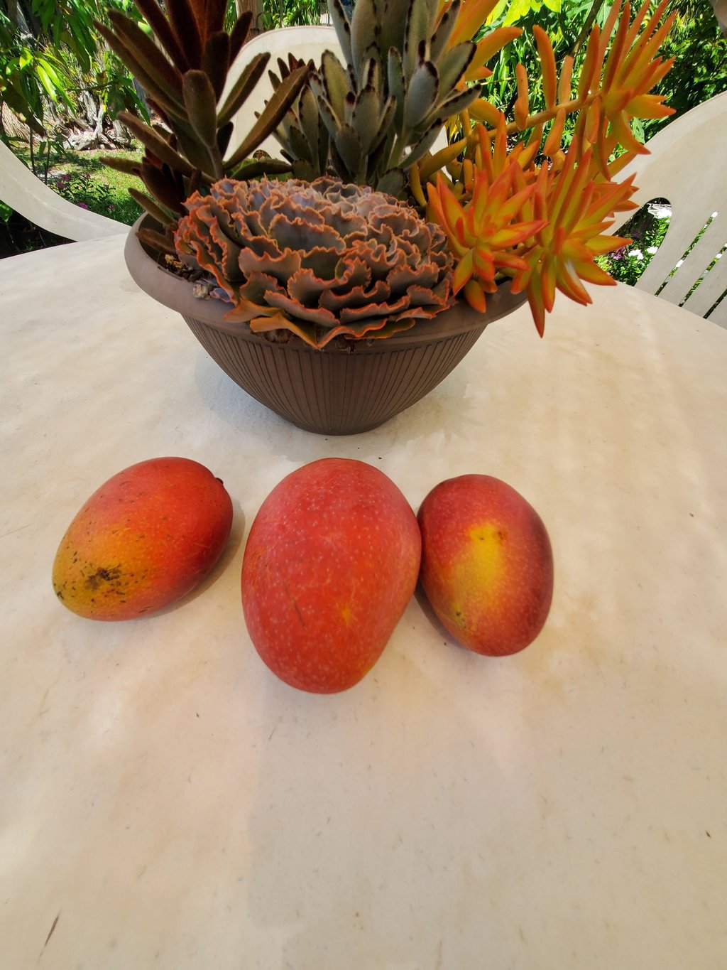 Three ripe red 'Spirit of '76' mangos on a table.