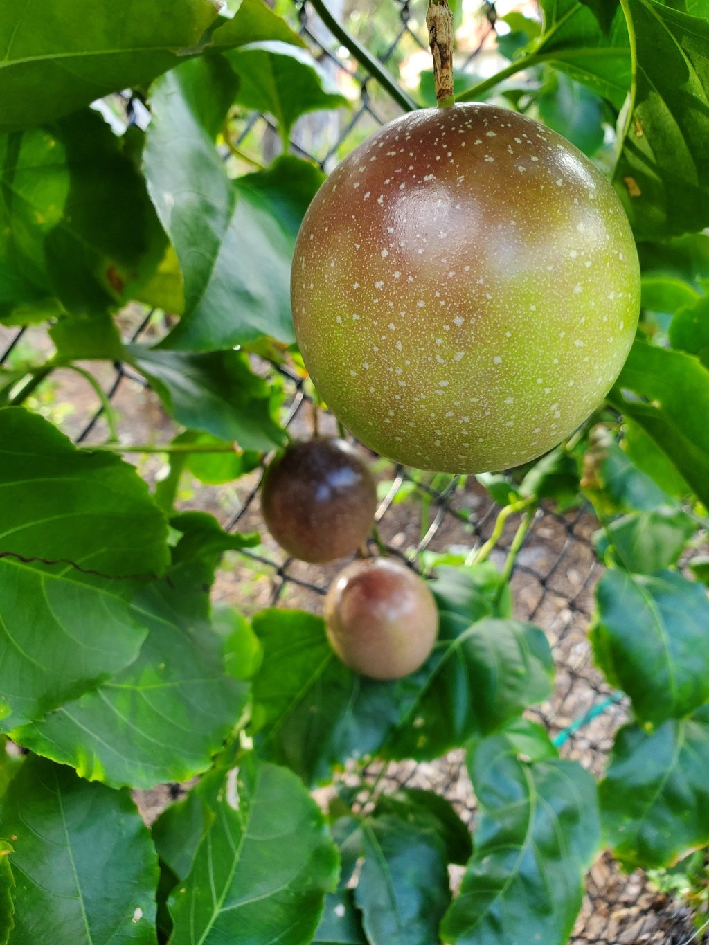 Fresh purple passion fruit ripening on a green leafy vine at Luro Grove, Miami.