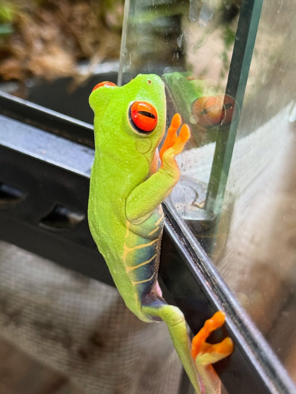Red eyed tree frog on glass