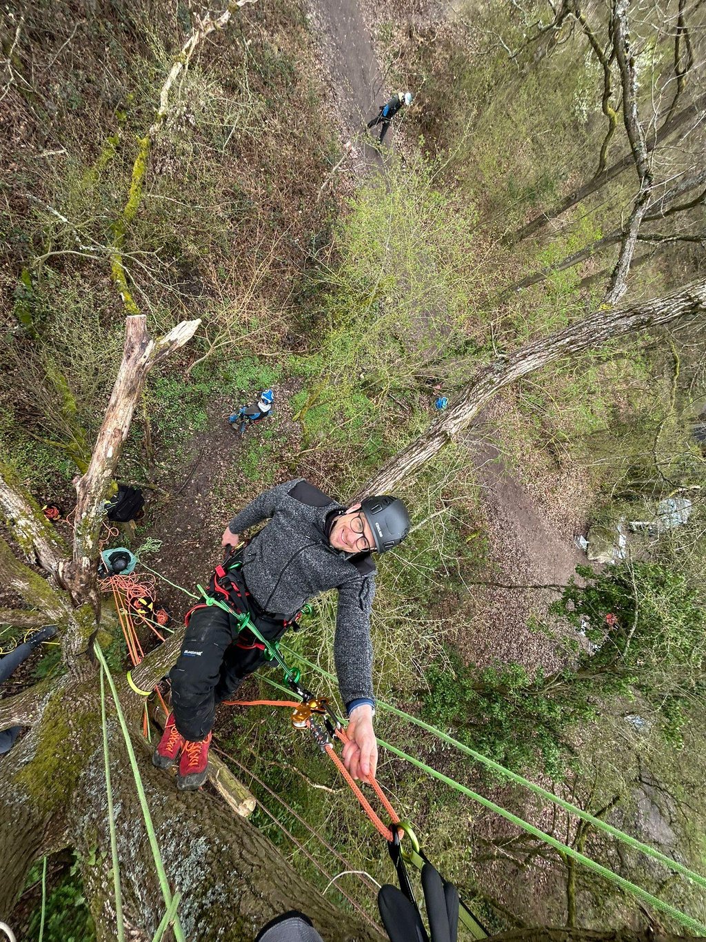 Baumpflege mit Seilklettertechnik