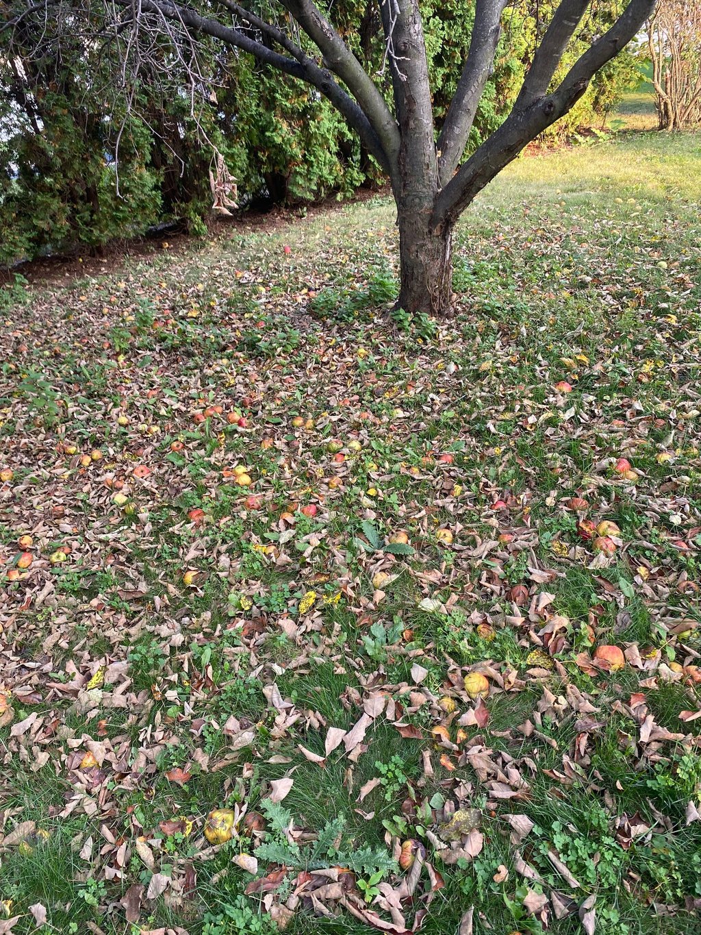 leafs on ground from apple tree