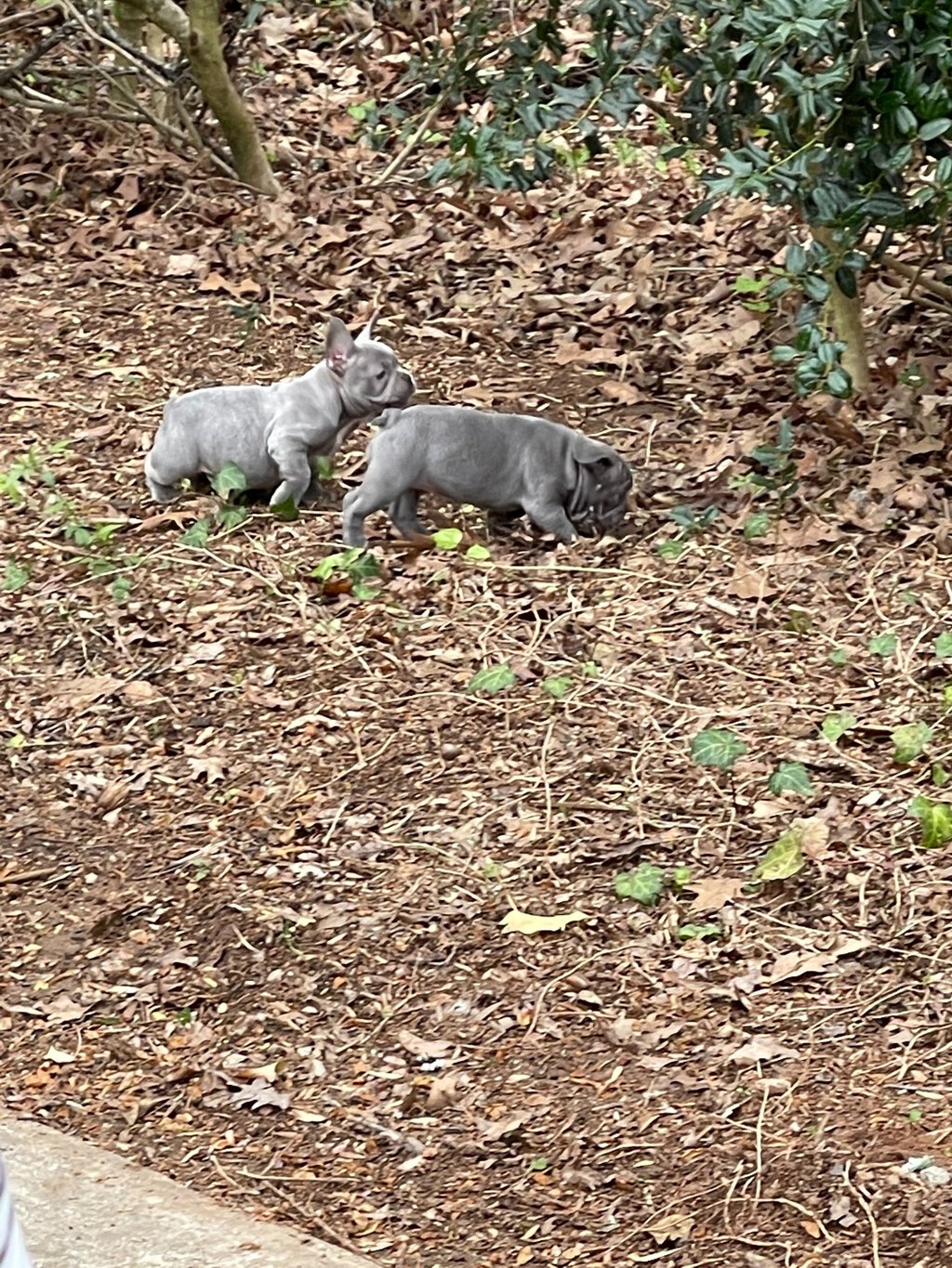 French Bulldog Puppies