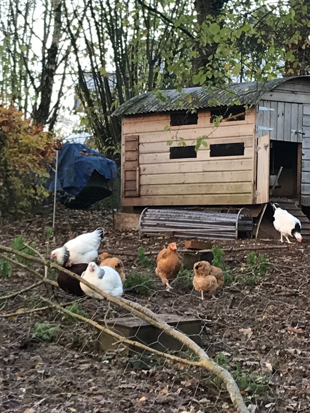 The mini hut 