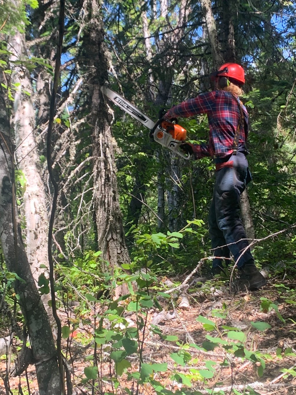 Revelstoke Brush Clearing Services