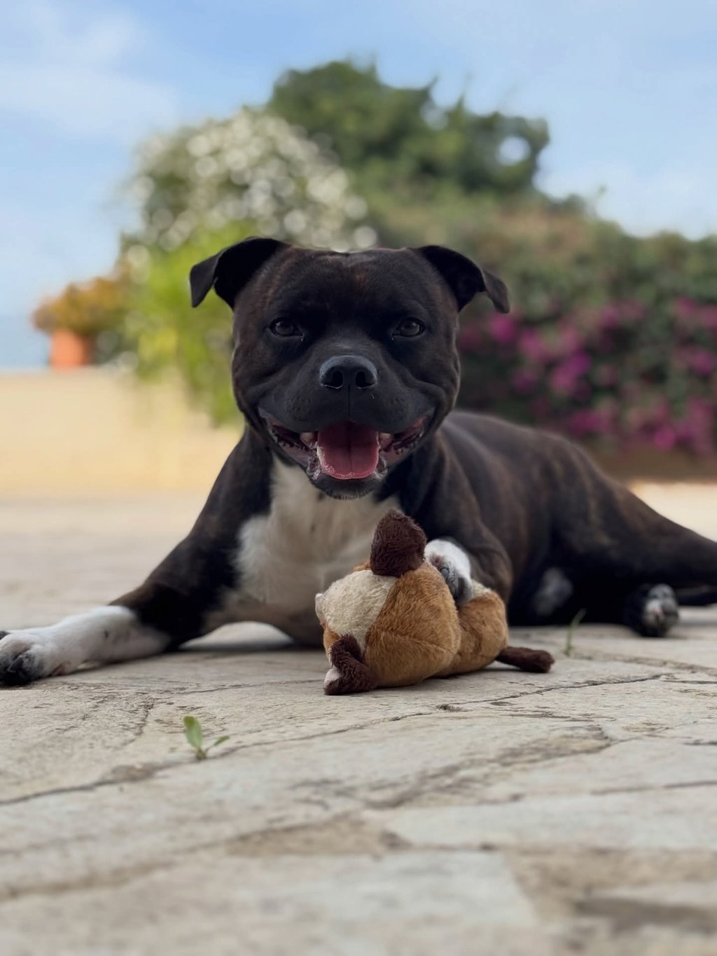 Staffordshire Bull Terrier tigrato e bianco cucciolo Grecalestaffs