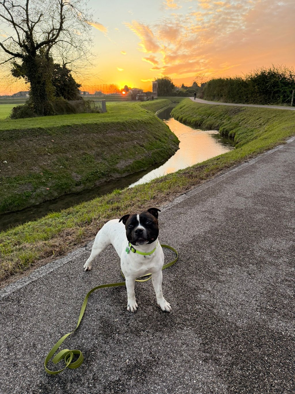Staffy del Grecalestaffs, esemplare bianco acquistato da una famiglia di Verona