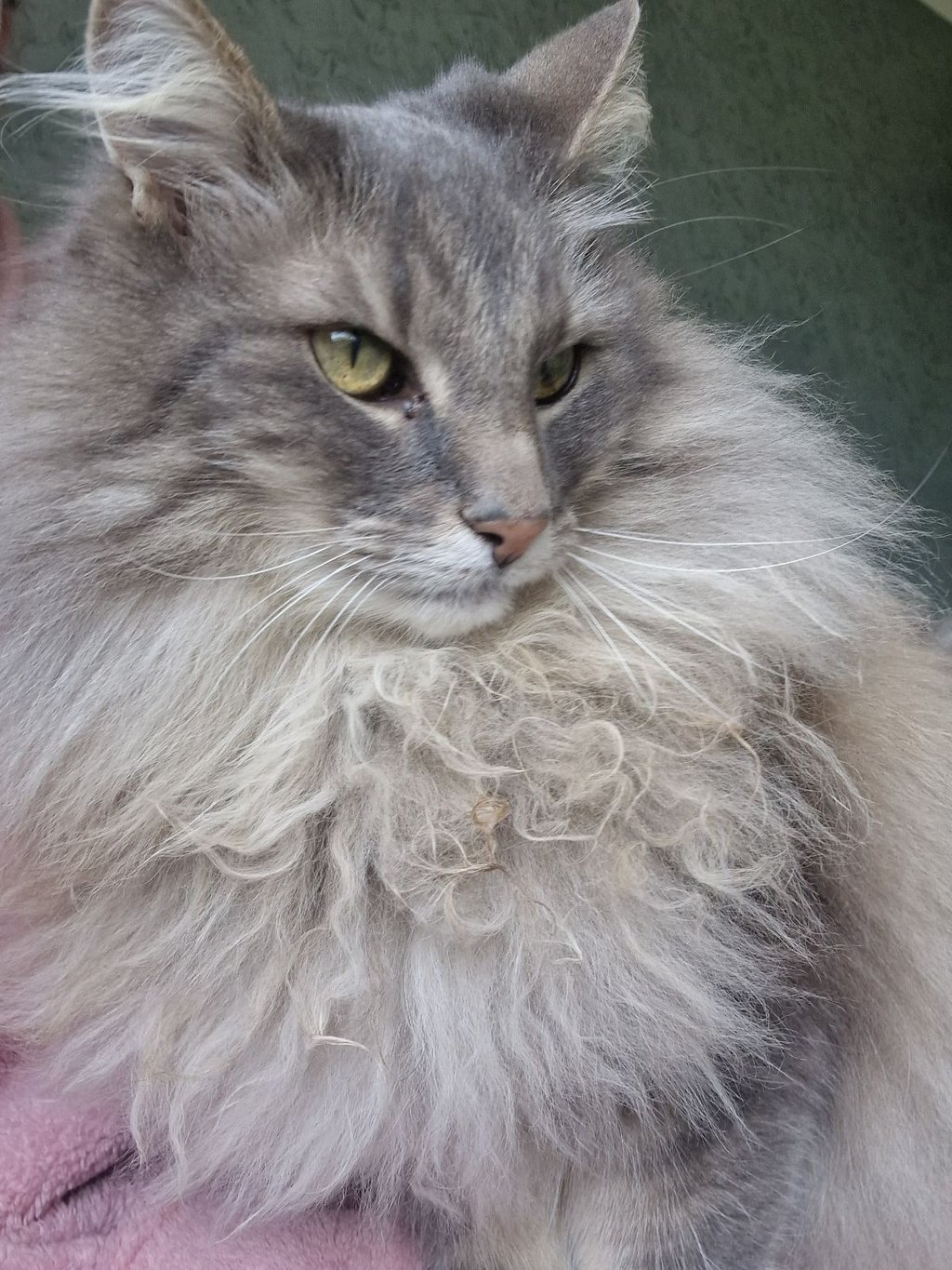 cat visits Doncaster