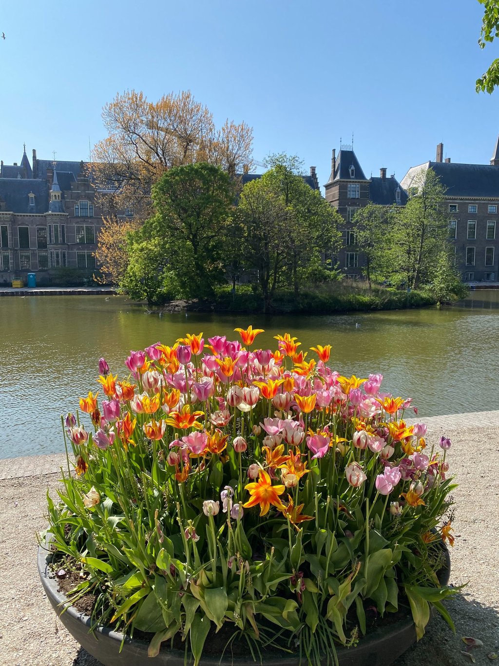 Asesoria en viajes. La Haya, Países Bajos, una bella vista de tulipanes. 