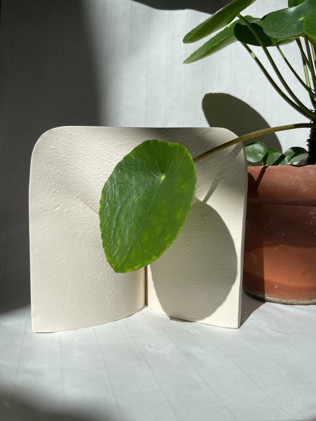 Moulage vulve derrière feuille - Moulage intime Bordeaux