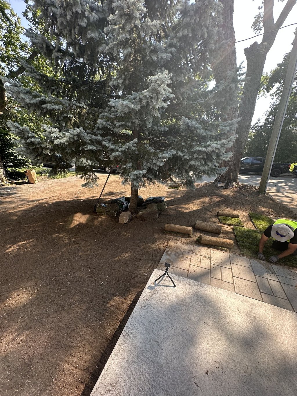 Fresh Kentucky Bluegrass sod installed by Grassco Landscaping