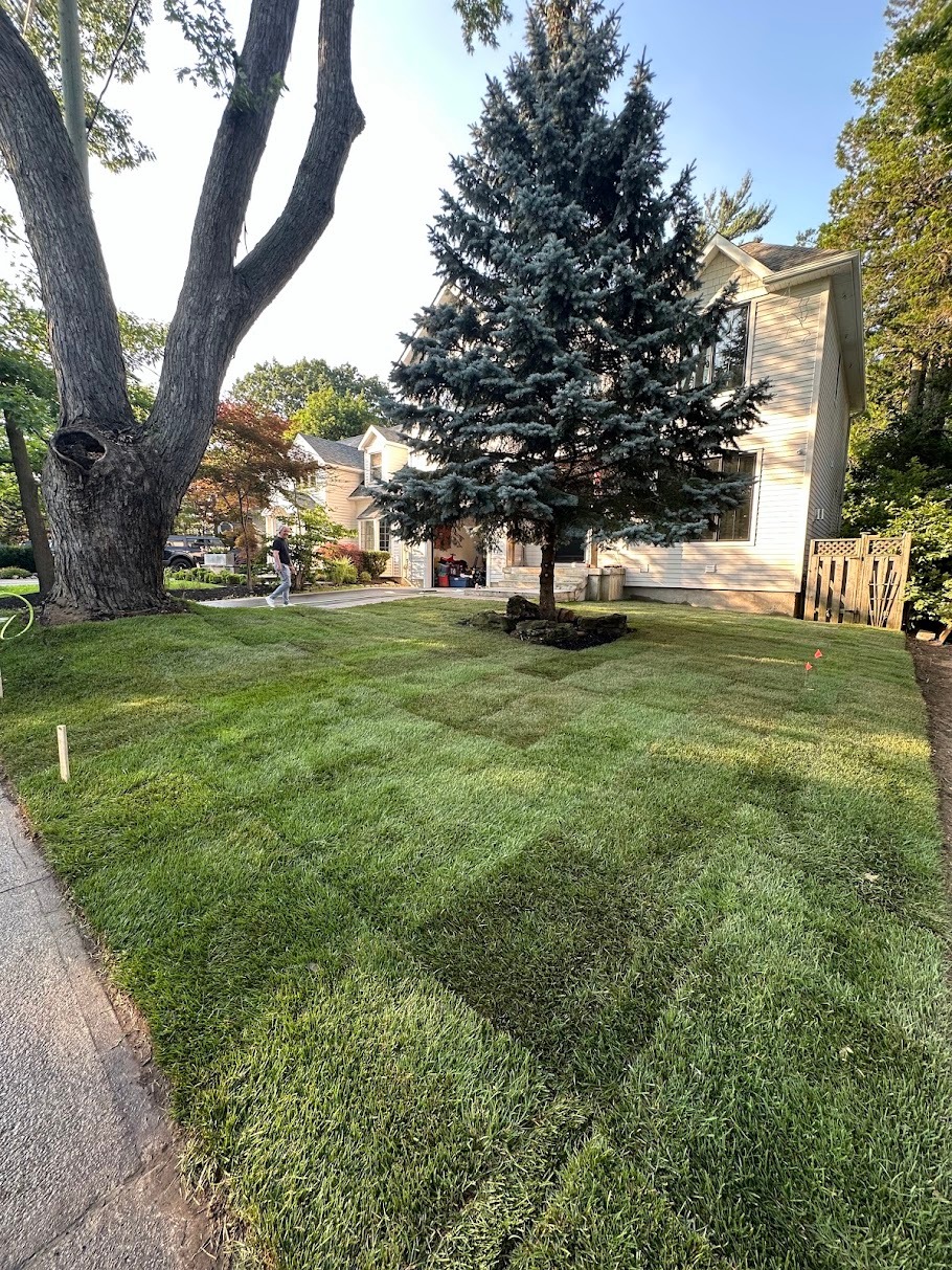 Completed sod installation with a clean finished lawn