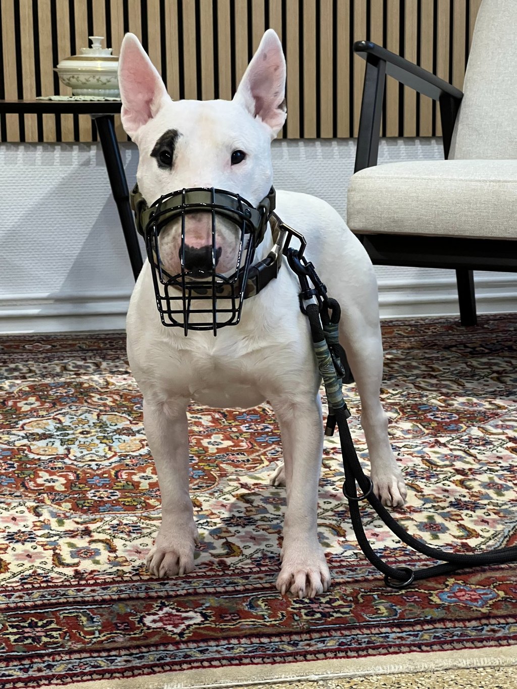 Bullterrier mit schwarzem Maulkorb