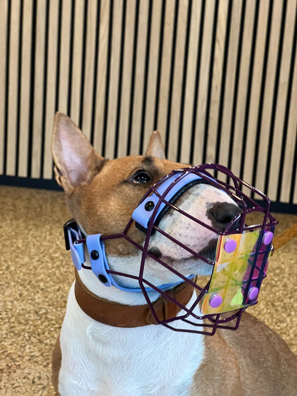 Bullterrier mit Maulkorb und Fressschutz