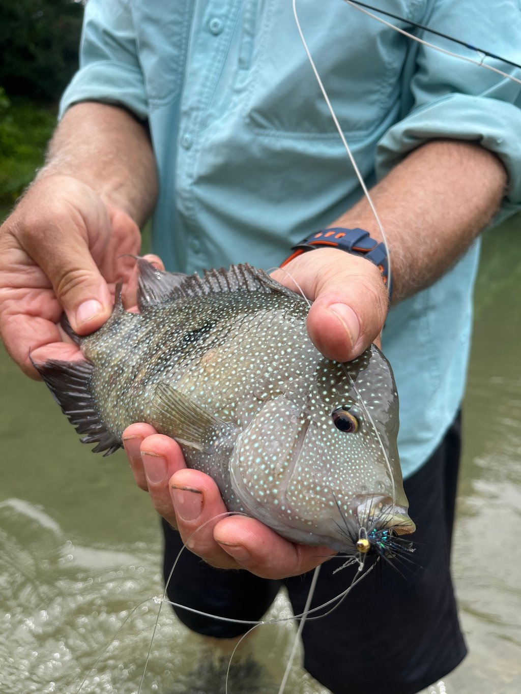 Rio Grande Cichlid