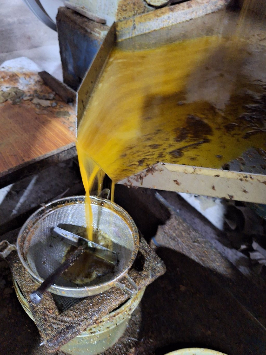 pressage des graines de moutarde