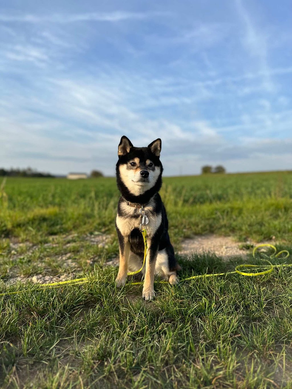 loki et compagnie accueil communication animale animal disparu, animal perdu, animal défunt