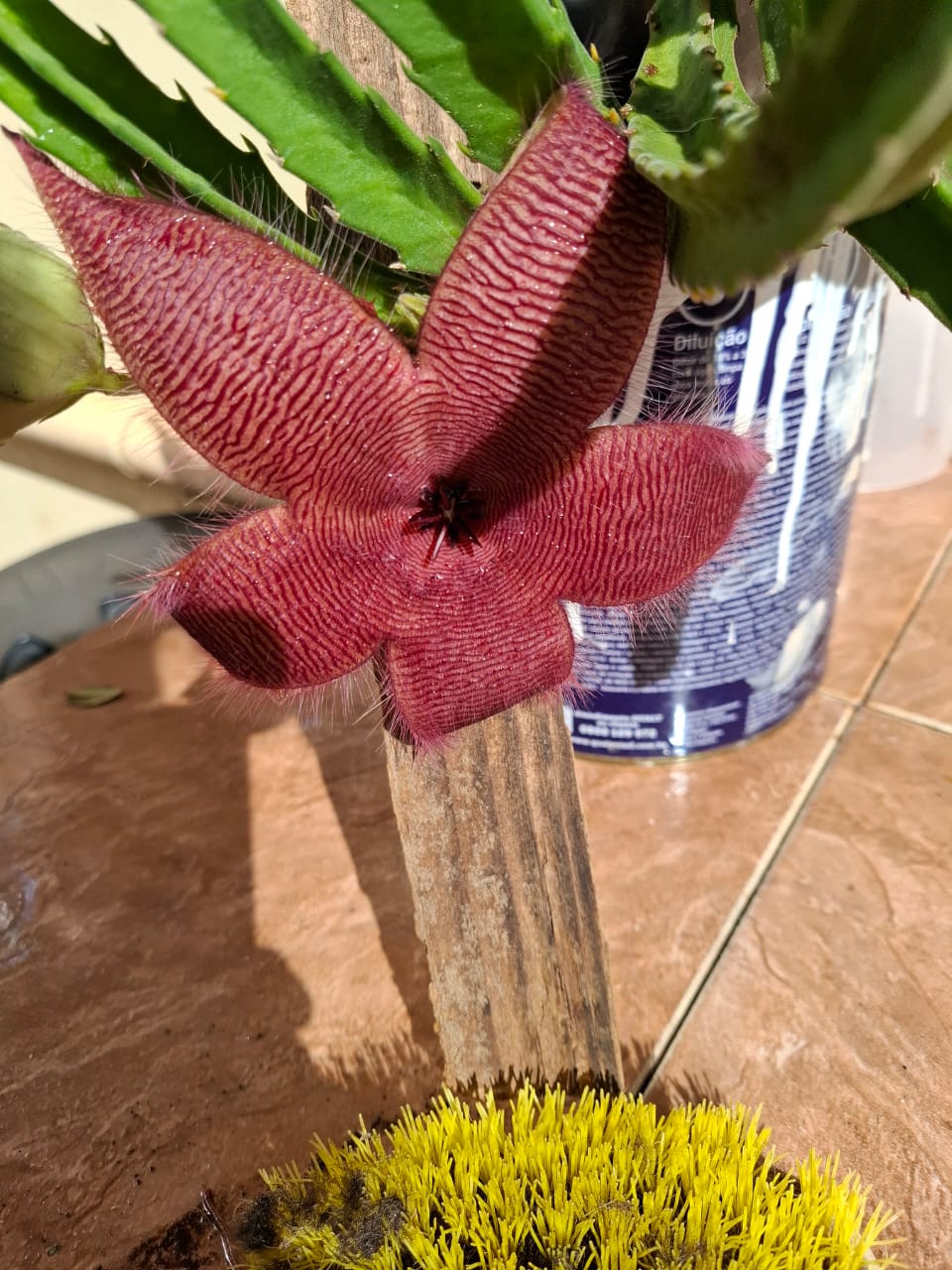 flor de cacto