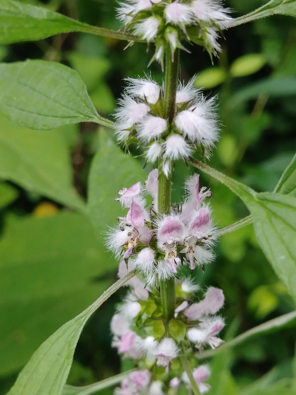 flowering Motherwort