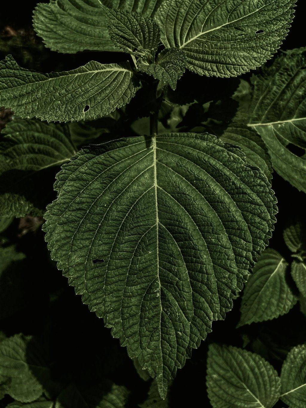 perilla leaves