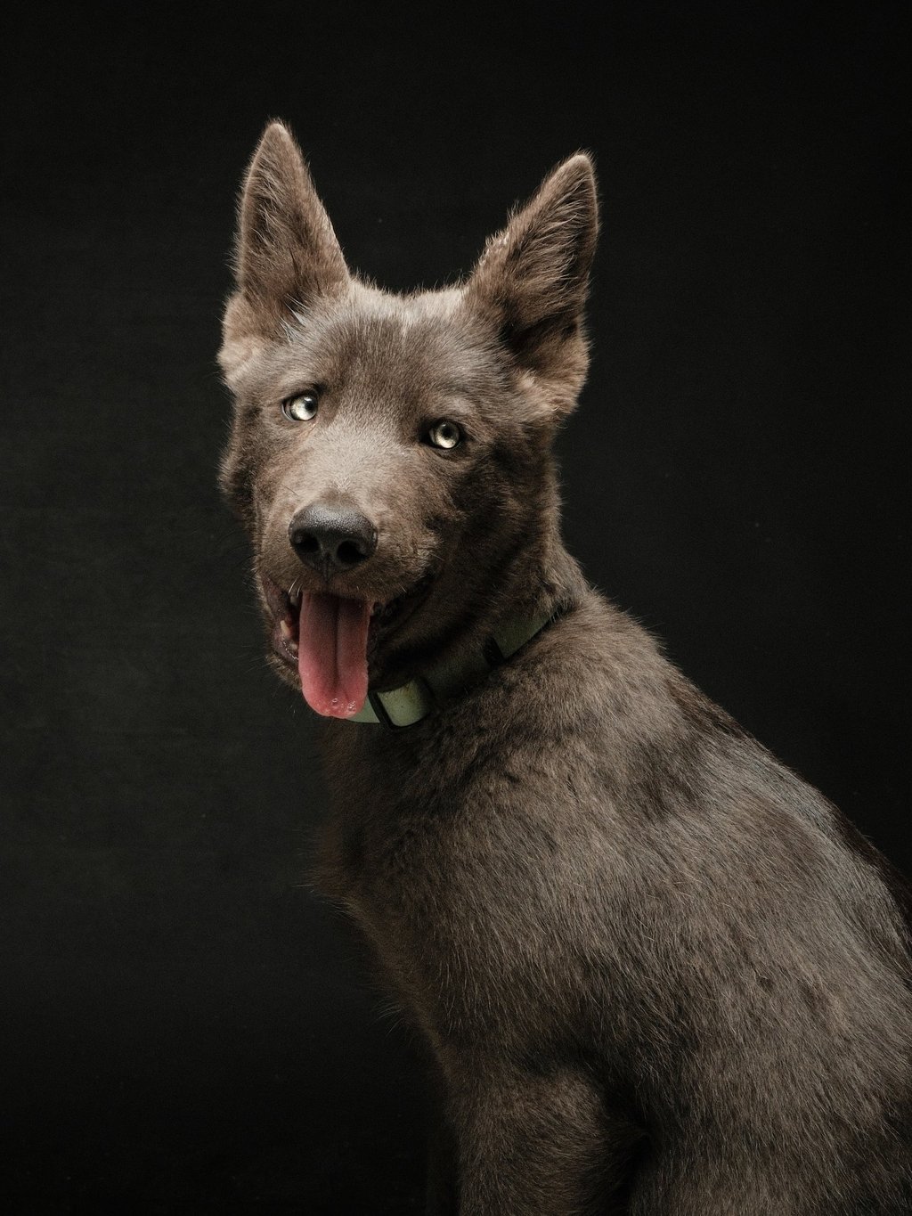 Portrait chien studio finistère brest