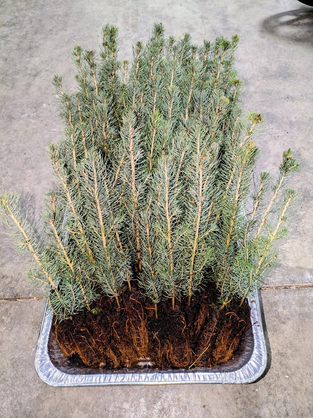 Small pine tree plugs ready for planting
