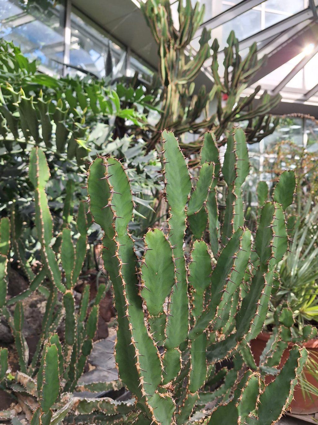 bright green Candelabra Cactus plants