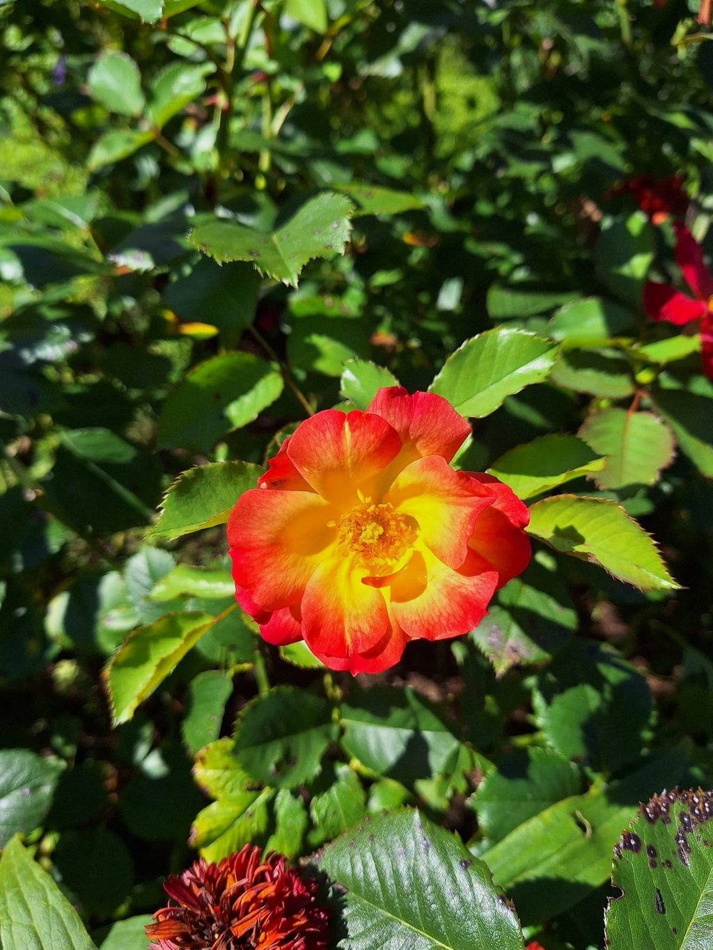 one leafy shrub with a colorful flower