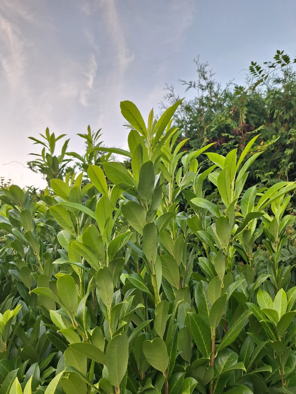 a low maintenance shrub with green leaves