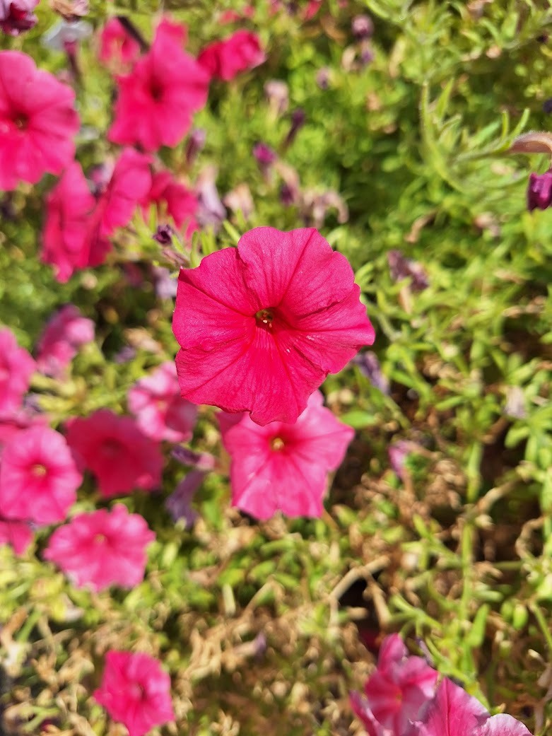 multiple bright red Million Bell flowers