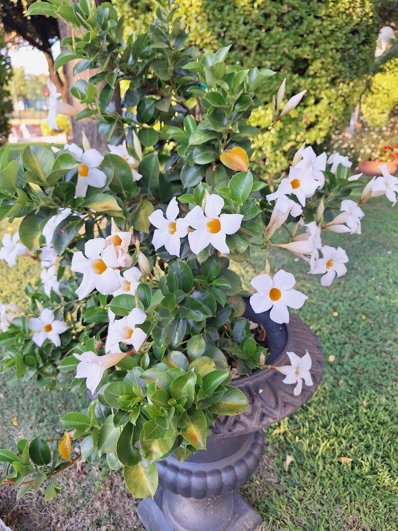 a bunch of flowers in a garden planter