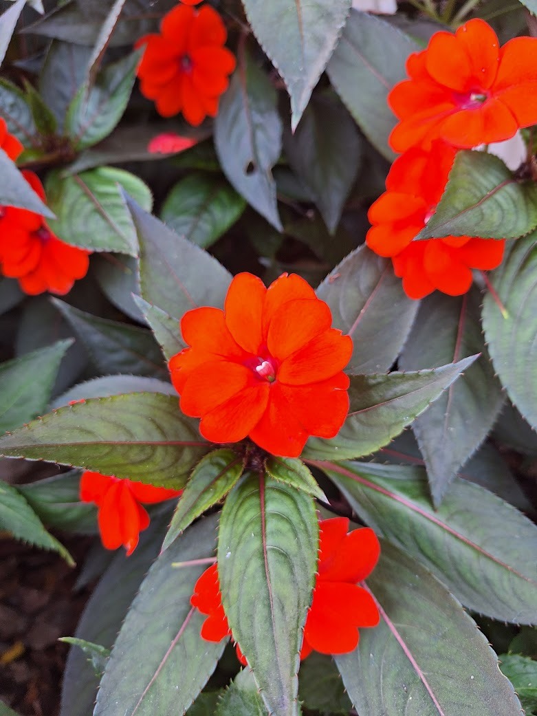 a red Impatiens flower in a full sun basket