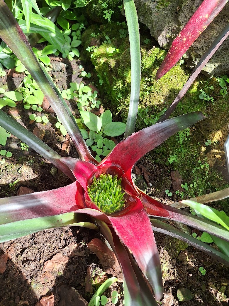a South American plant in a rainforest