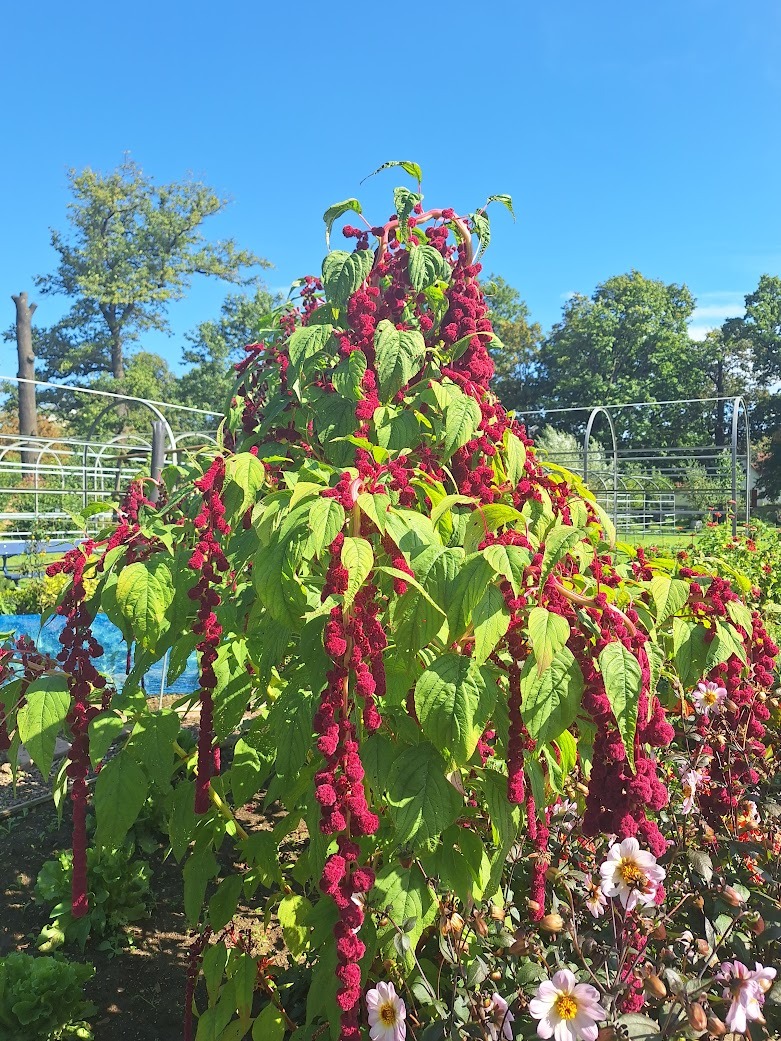 a tall Amaranth plant with purple flowers