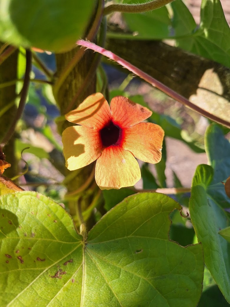 a Black Eyed Susan full sun flower for hanging baskets