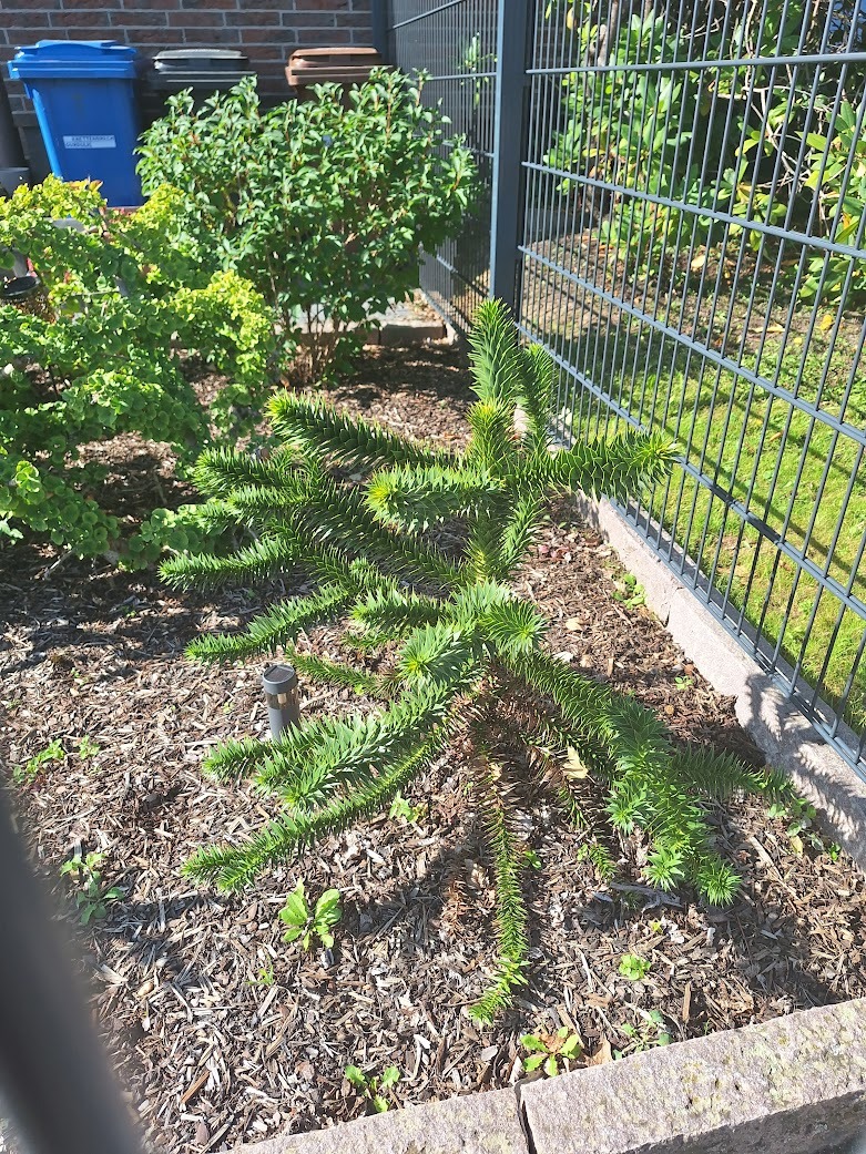 a Monkey Puzzle Tree in a South American garden