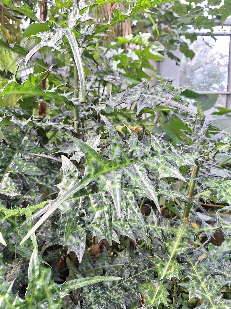 an invasive garden plant that needs to be removed