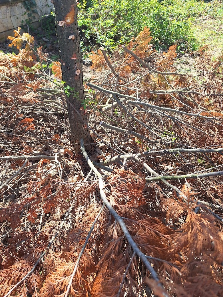 one tree after we cut down its branches