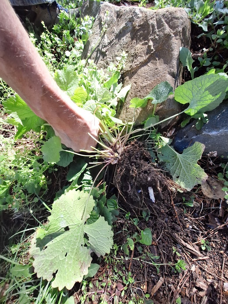a person removing a plant in our garden