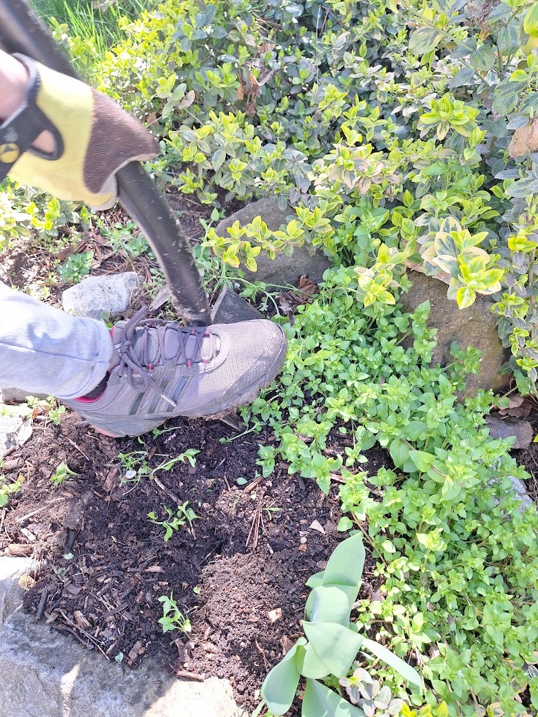 a person diging up a plant in our garden