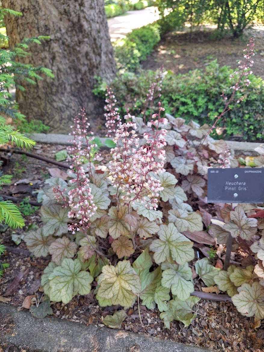 a flowering and low maintenance perennial thriving in USDA zone 6