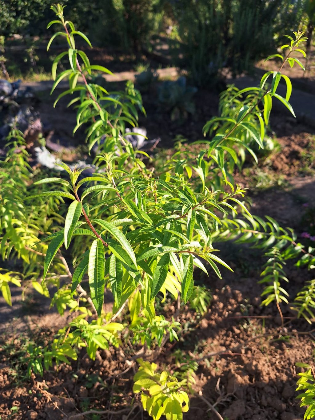 a low growing evergen shrub with green leaves