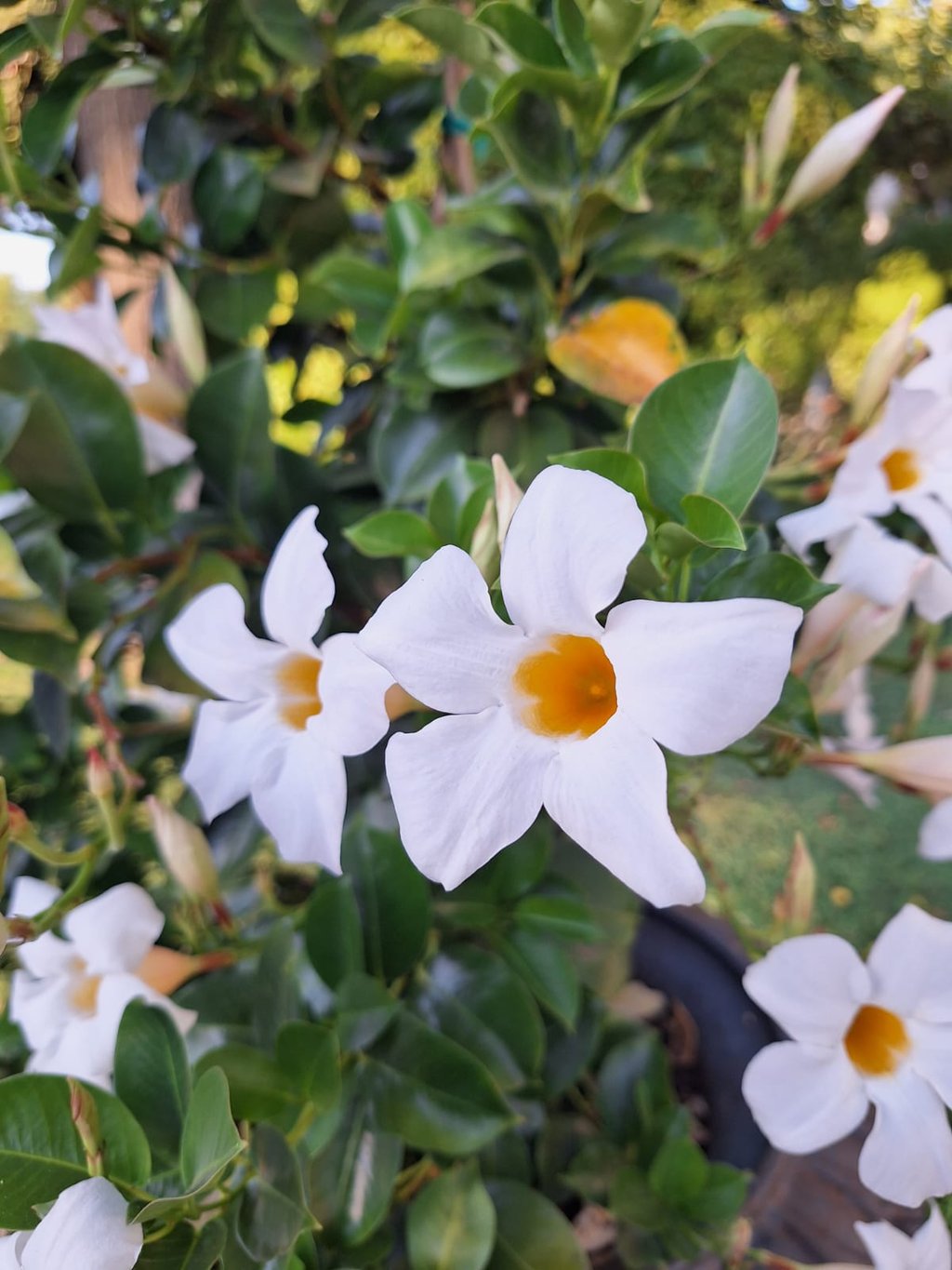 two exotic Chilean Jasmine flowerswith yellow middle