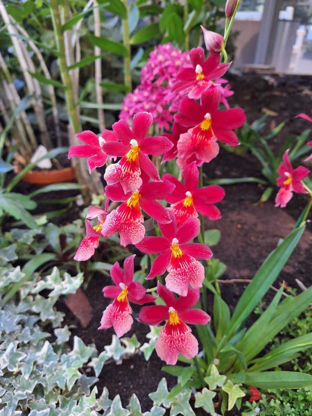 a bunch of red Orchid flowers outdoors